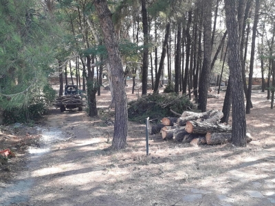Εργασίες κοπής δέντρων στο πάρκο της οδού Ασημάκη Φωτήλα